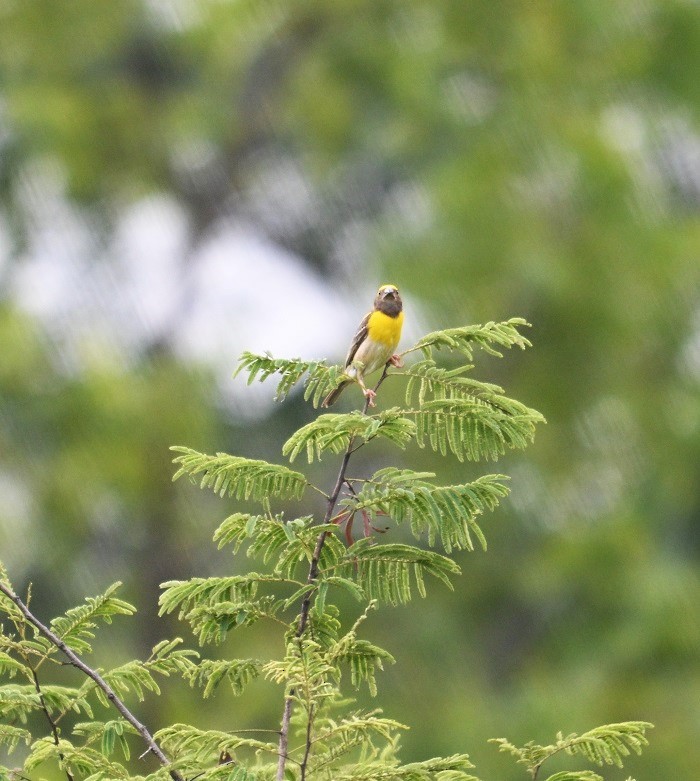 Baya Weaver - ML642873666