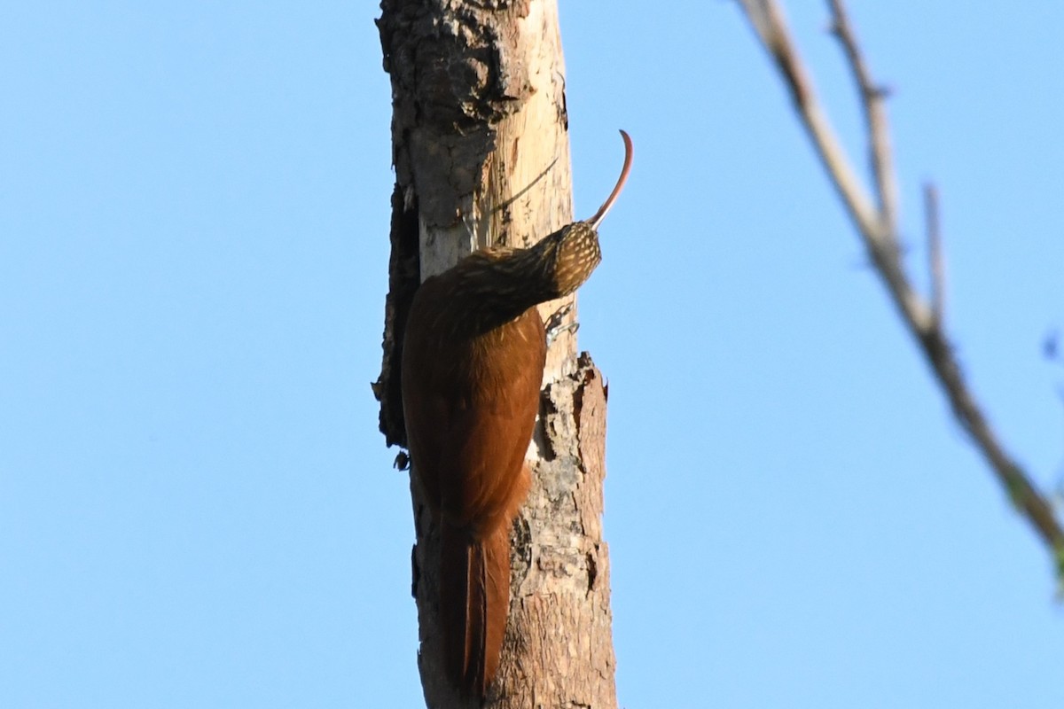 Red-billed Scythebill - ML642873667