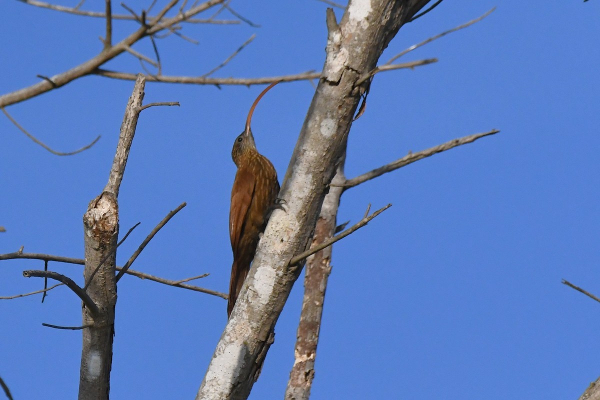 Red-billed Scythebill - ML642873668