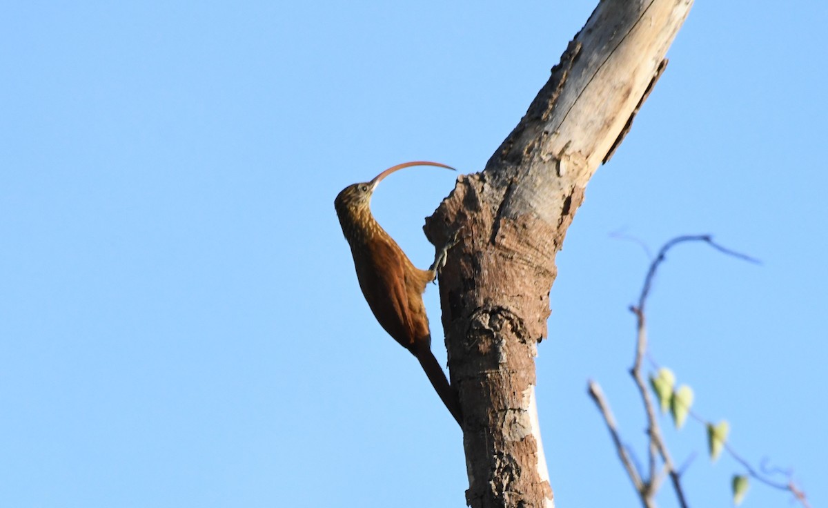 Red-billed Scythebill - ML642873669