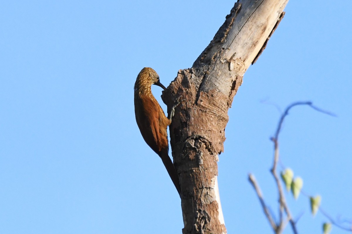 Red-billed Scythebill - ML642873670