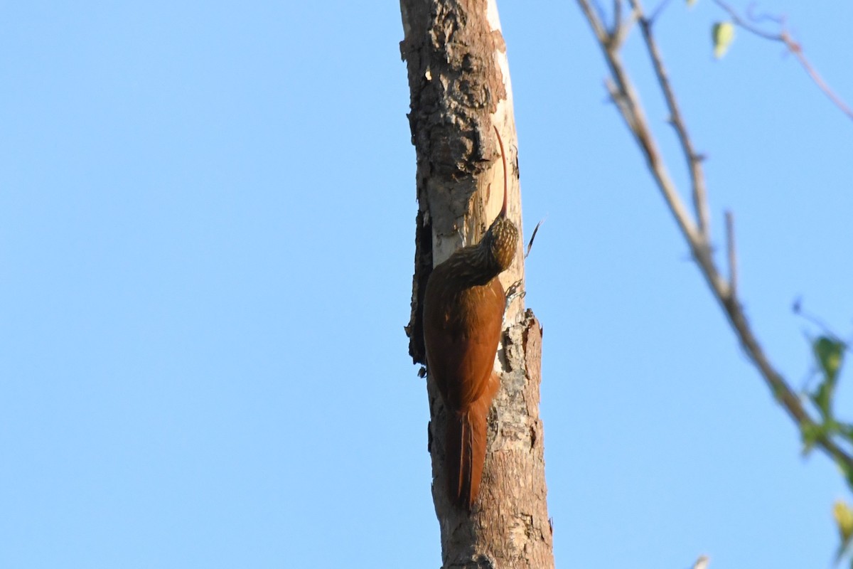 Red-billed Scythebill - ML642873671