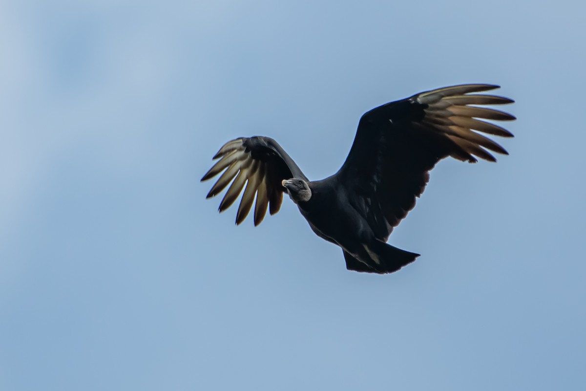 Black Vulture - ML642873688