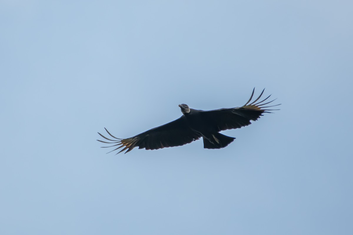 Black Vulture - ML642873689