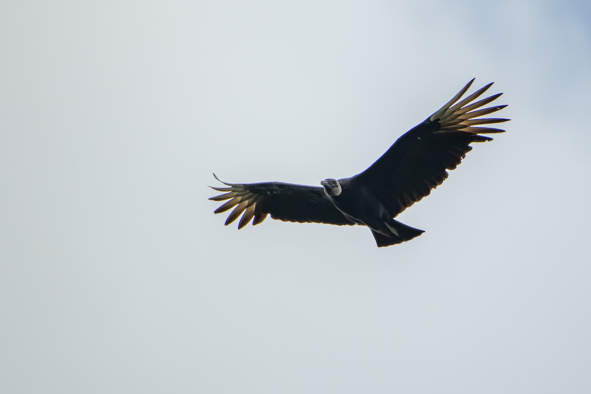 Black Vulture - ML642873690