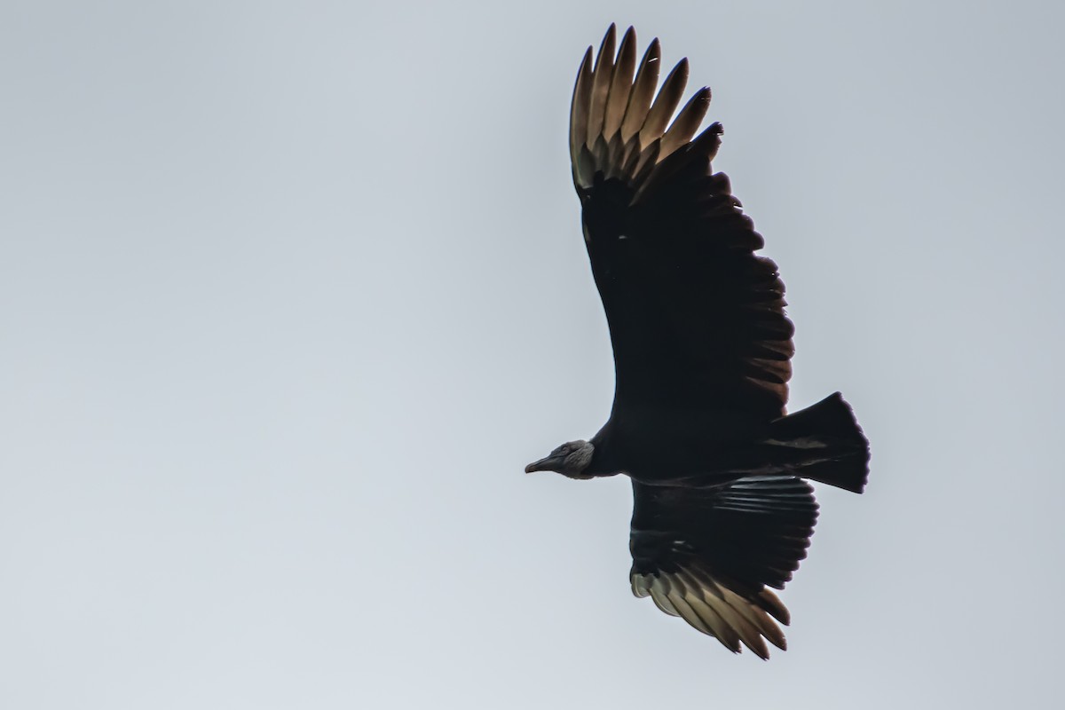Black Vulture - ML642873691