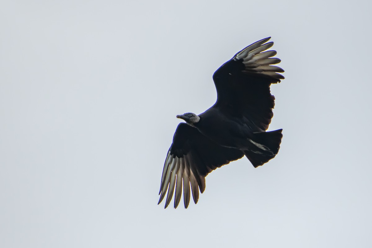 Black Vulture - ML642873692