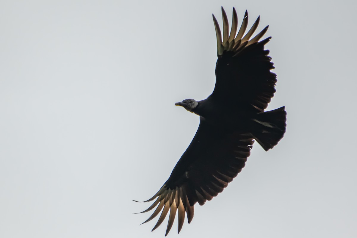 Black Vulture - ML642873693