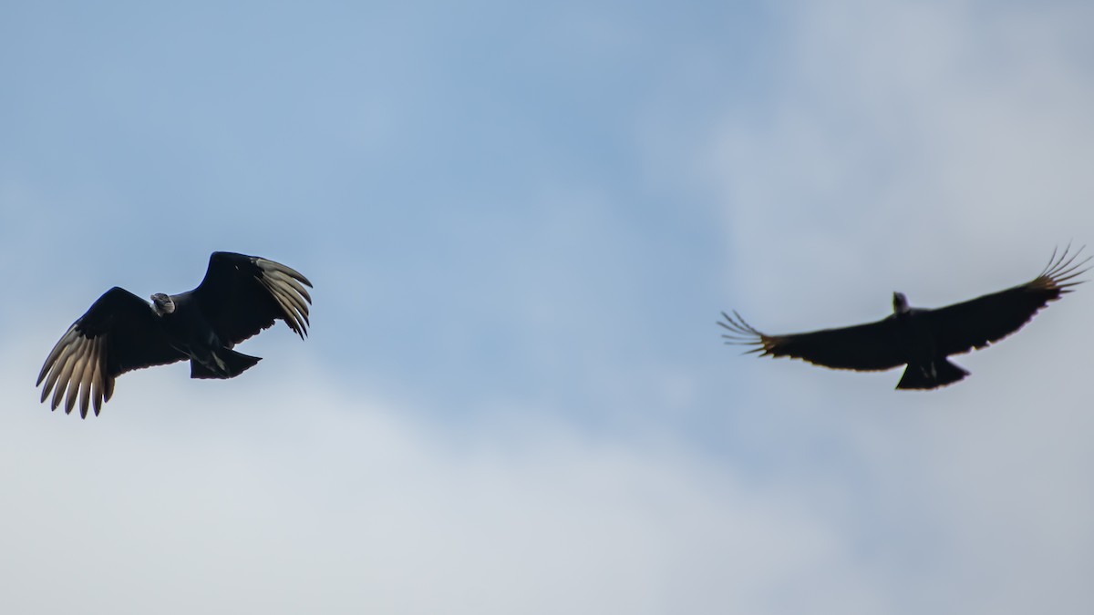 Black Vulture - ML642873694