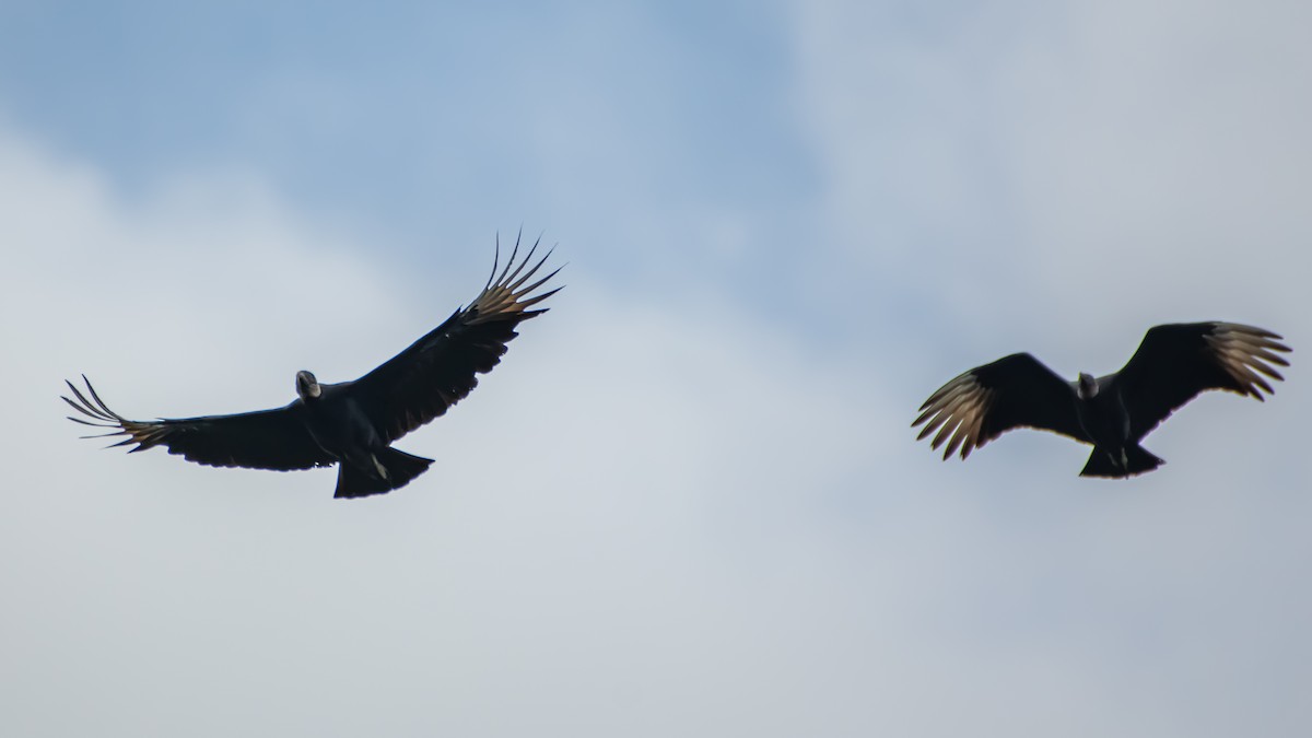 Black Vulture - ML642873695