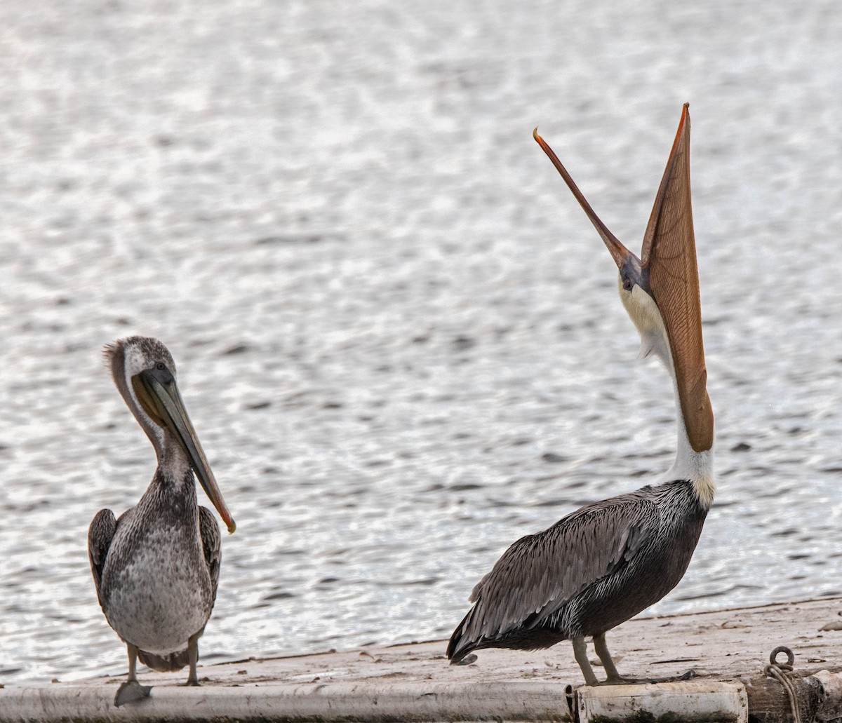 Brown Pelican - ML642873699