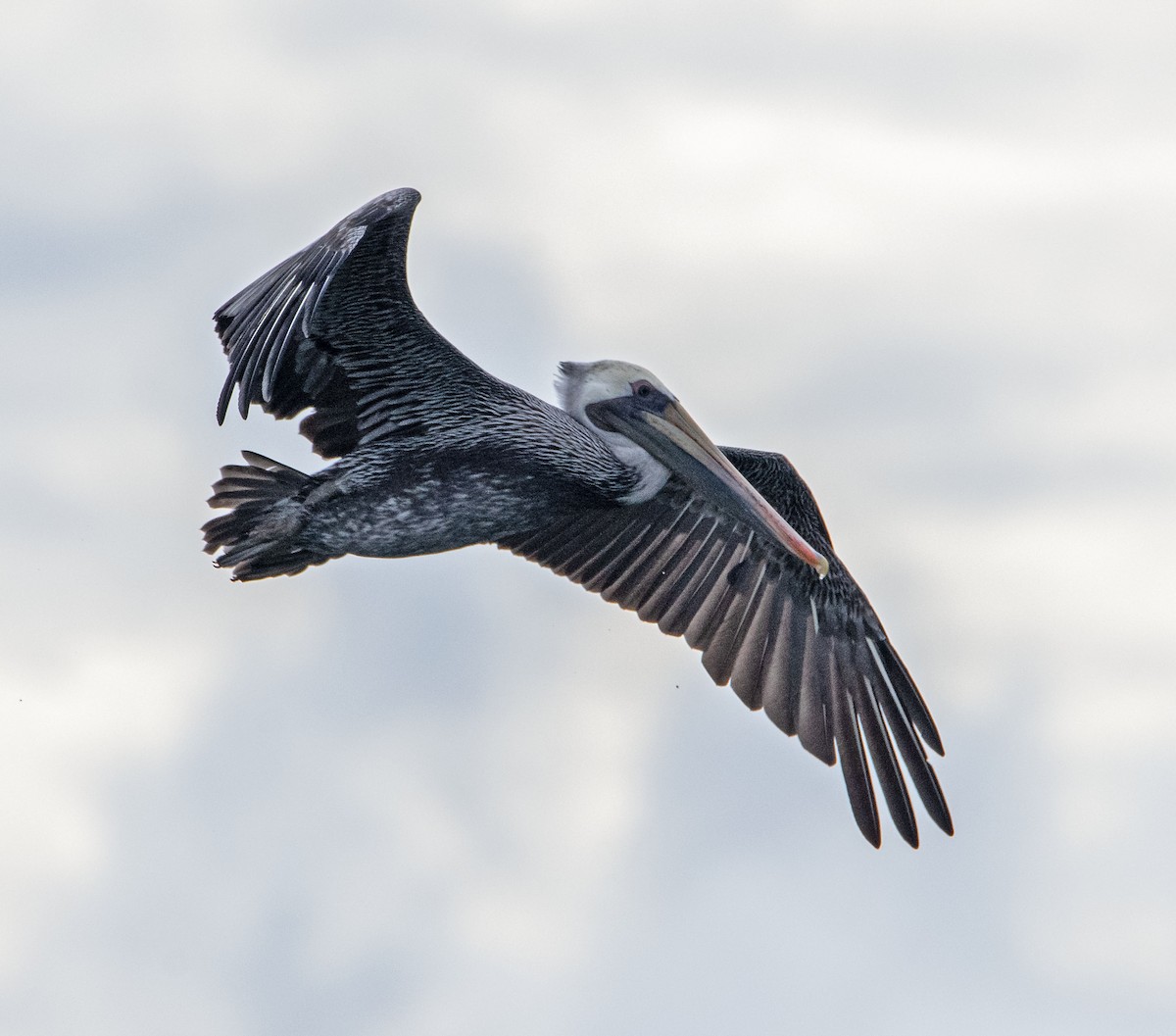 Brown Pelican - ML642873700