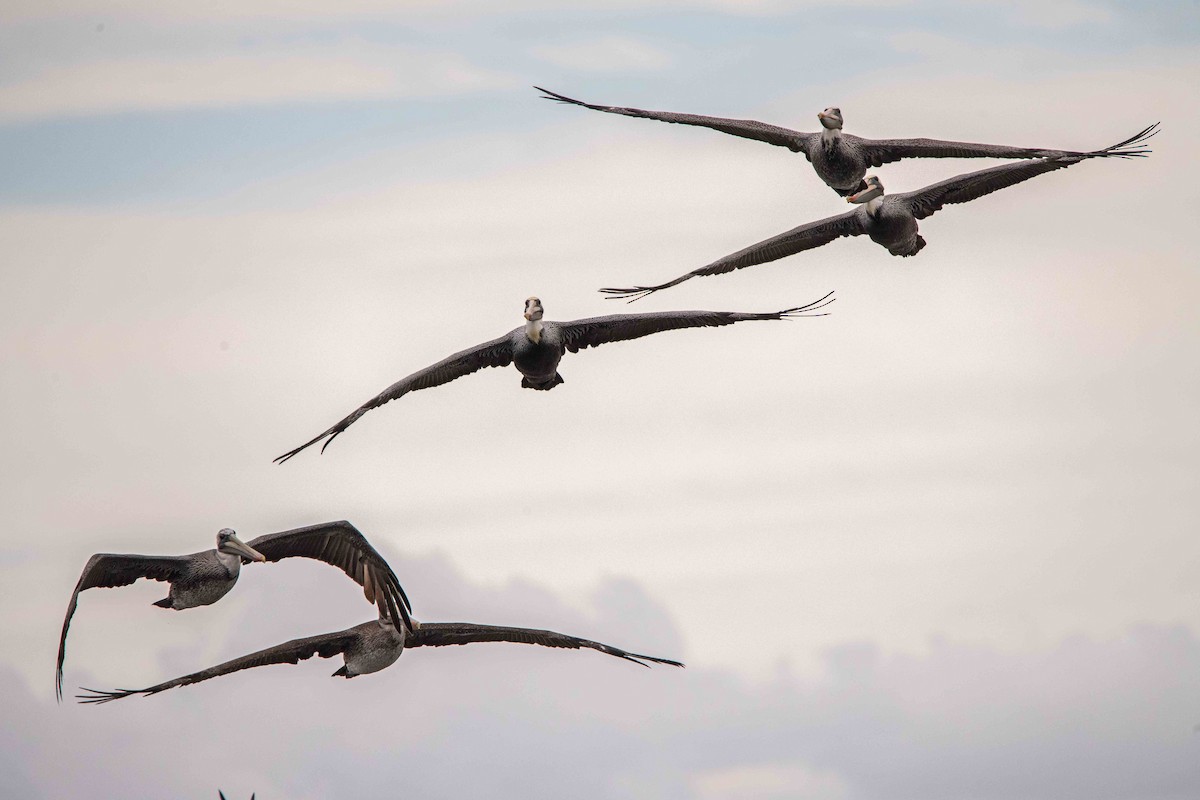 Brown Pelican - ML642873702