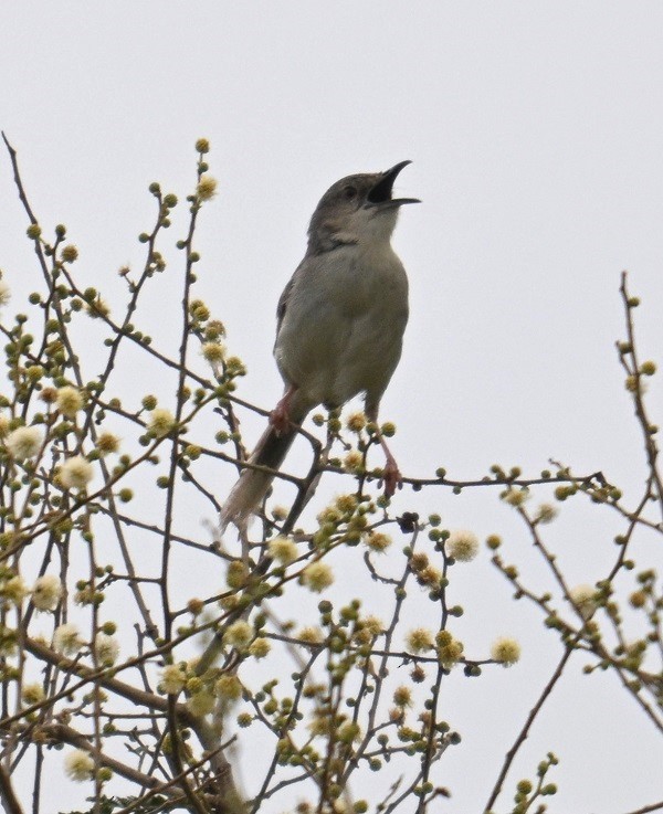 Jungle Prinia - ML642873713