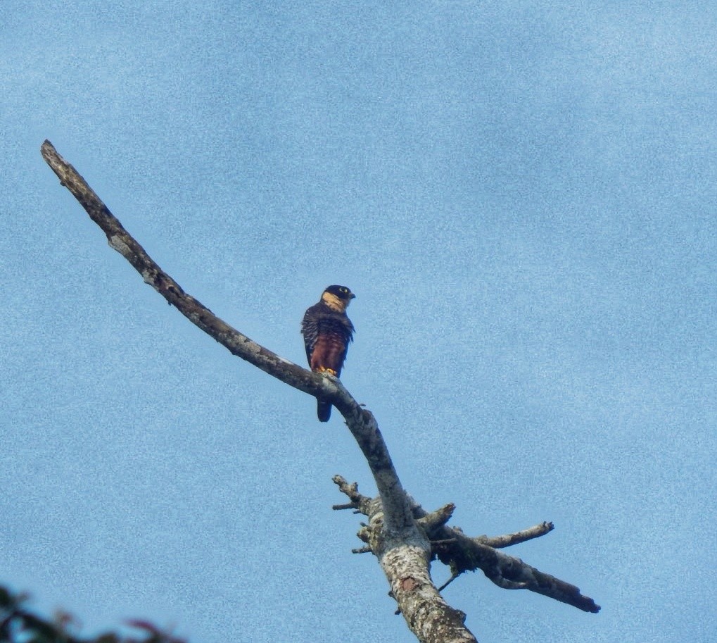 Bat Falcon - ML642873715