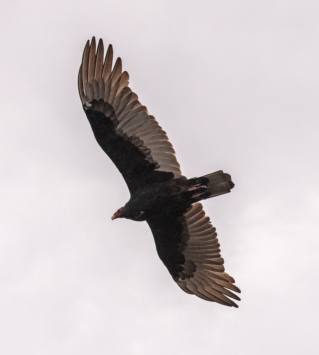 Turkey Vulture - ML642873722
