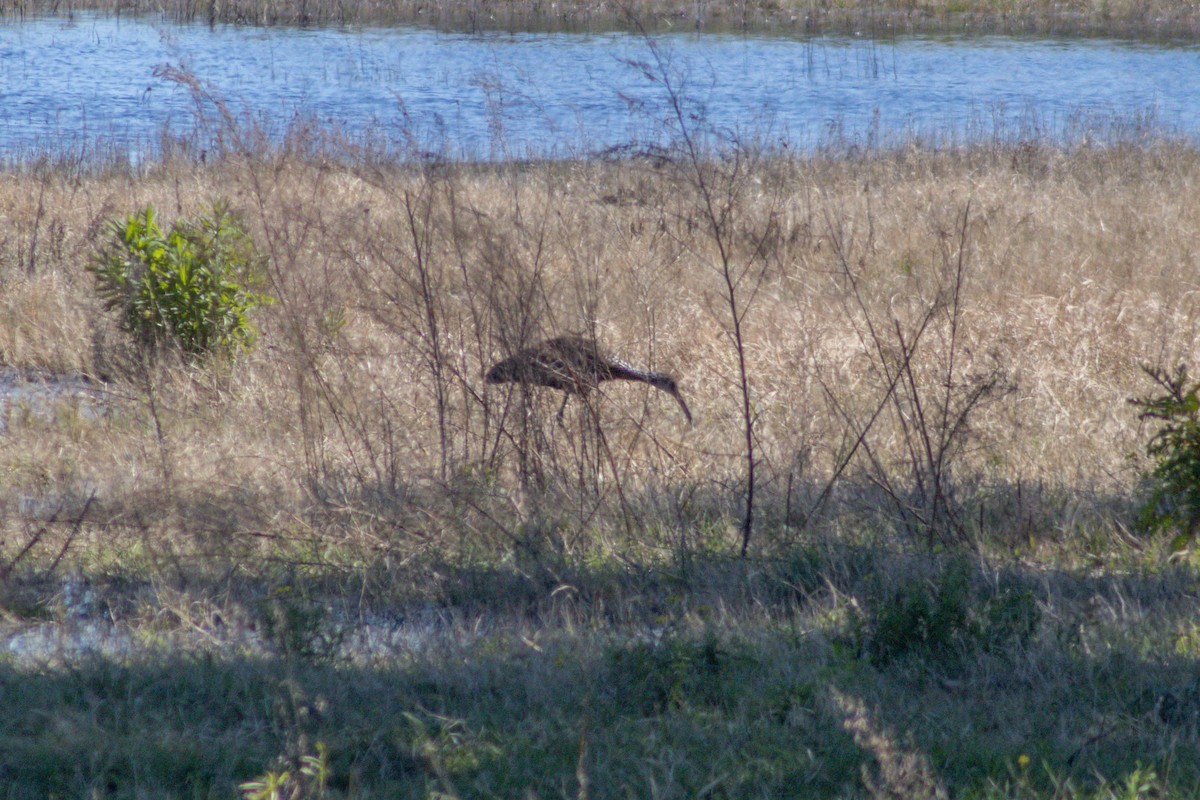 Limpkin - ML642873730