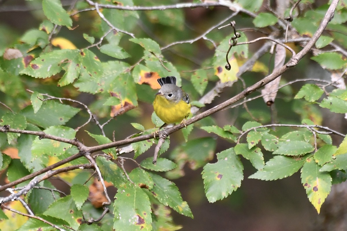 Magnolia Warbler - ML642873731