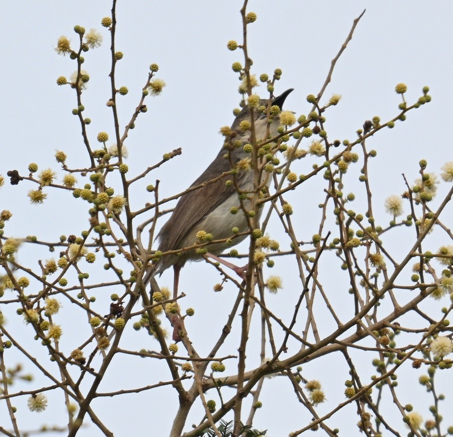 Jungle Prinia - ML642873739