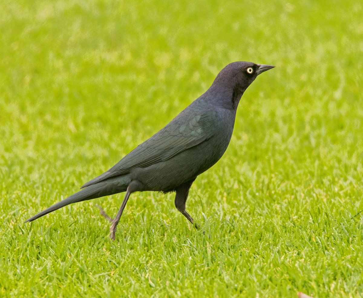 Brewer's Blackbird - ML642873740