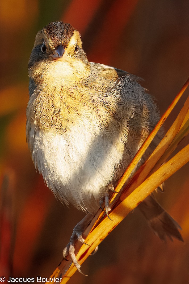Nelson's Sparrow - ML642873744