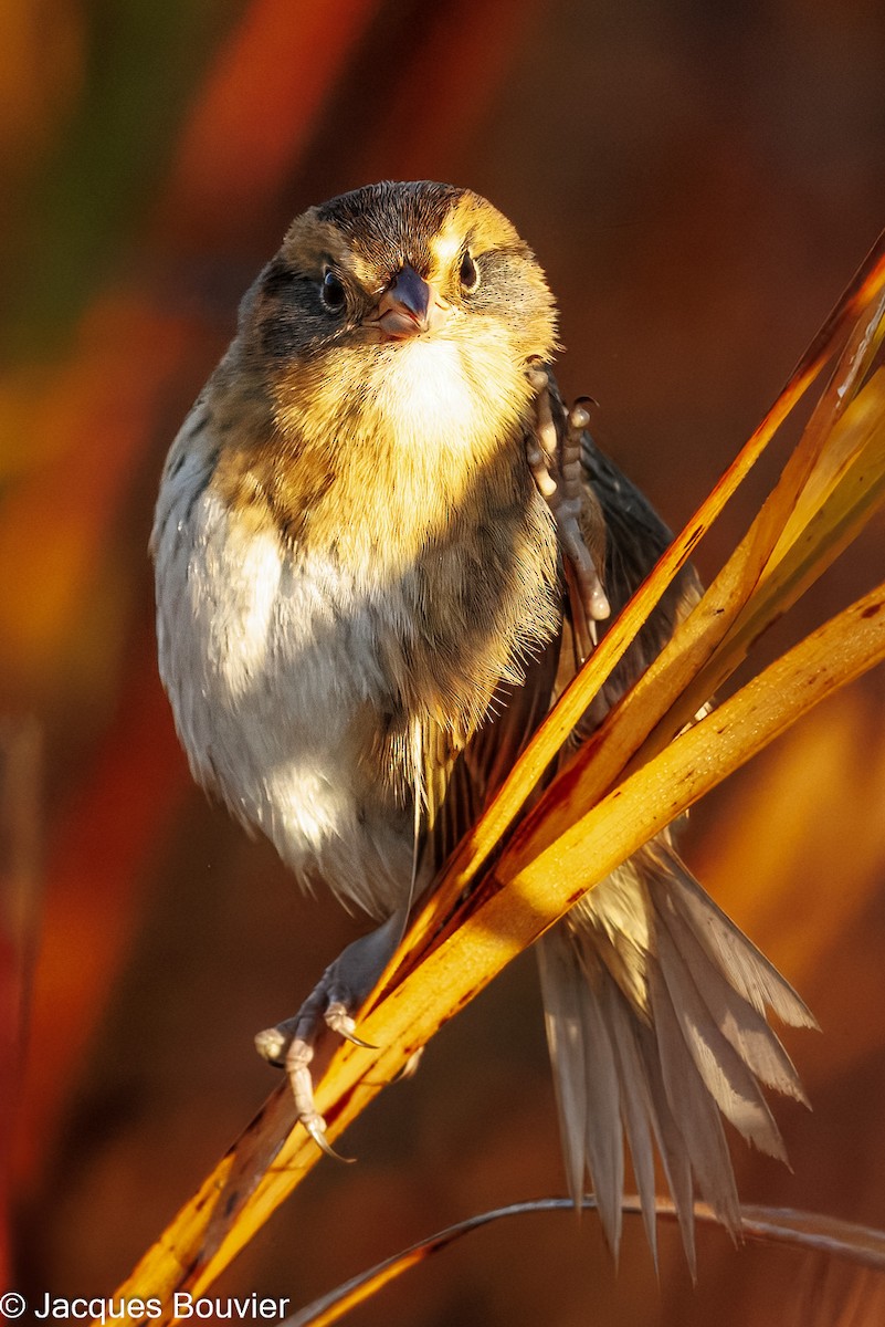 Nelson's Sparrow - ML642873745