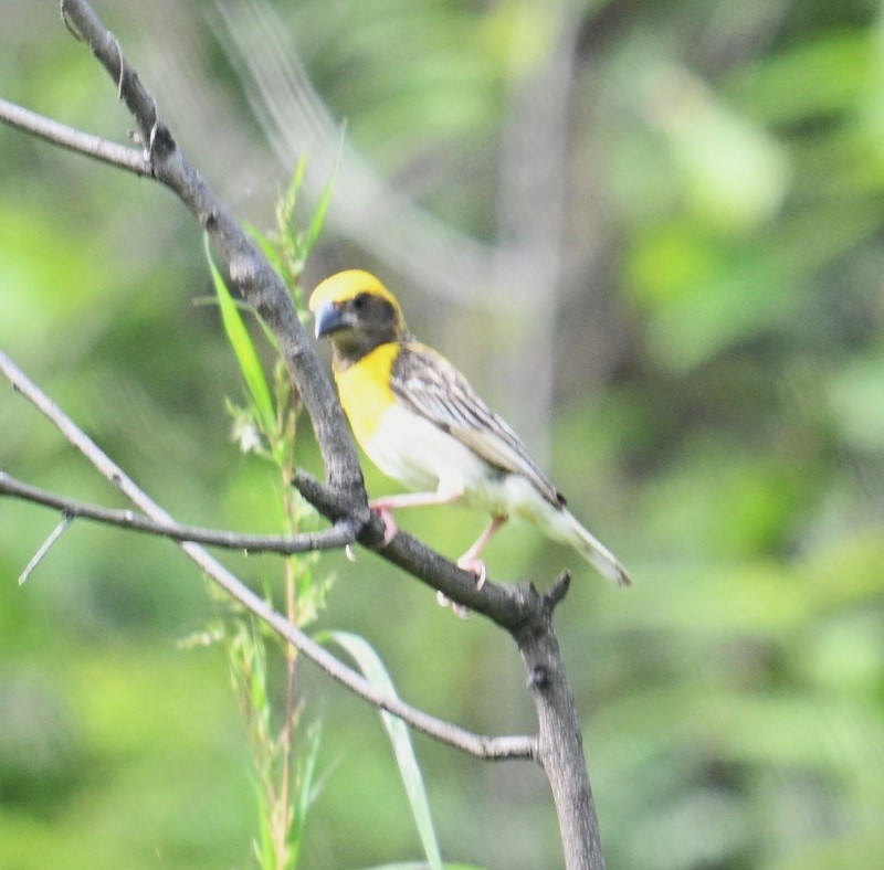 Baya Weaver - ML642873752