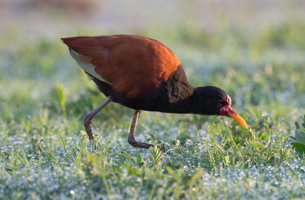 Wattled Jacana - ML642873758