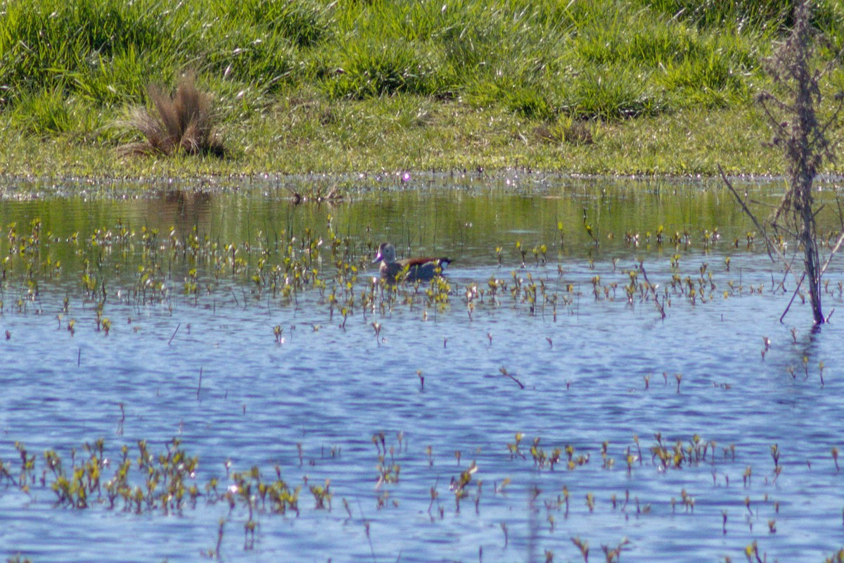 Ringed Teal - ML642873762
