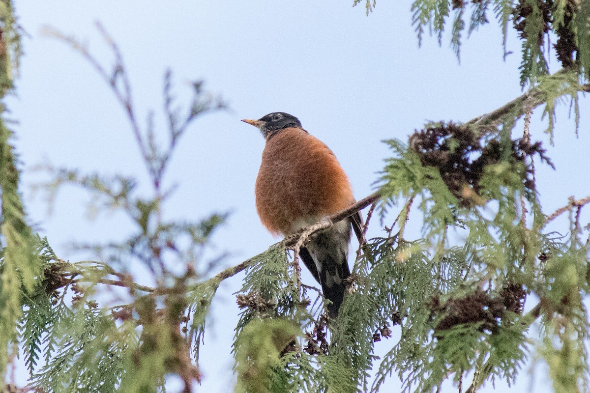 American Robin - ML642873763