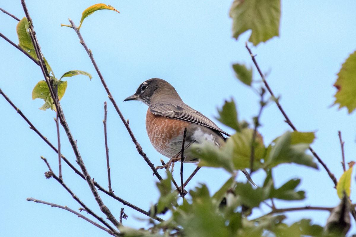 American Robin - ML642873768