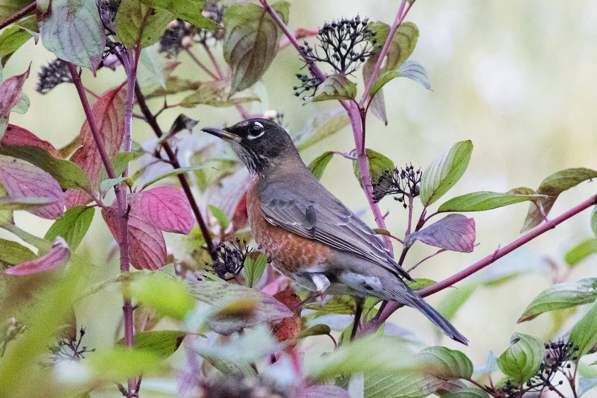 American Robin - ML642873781