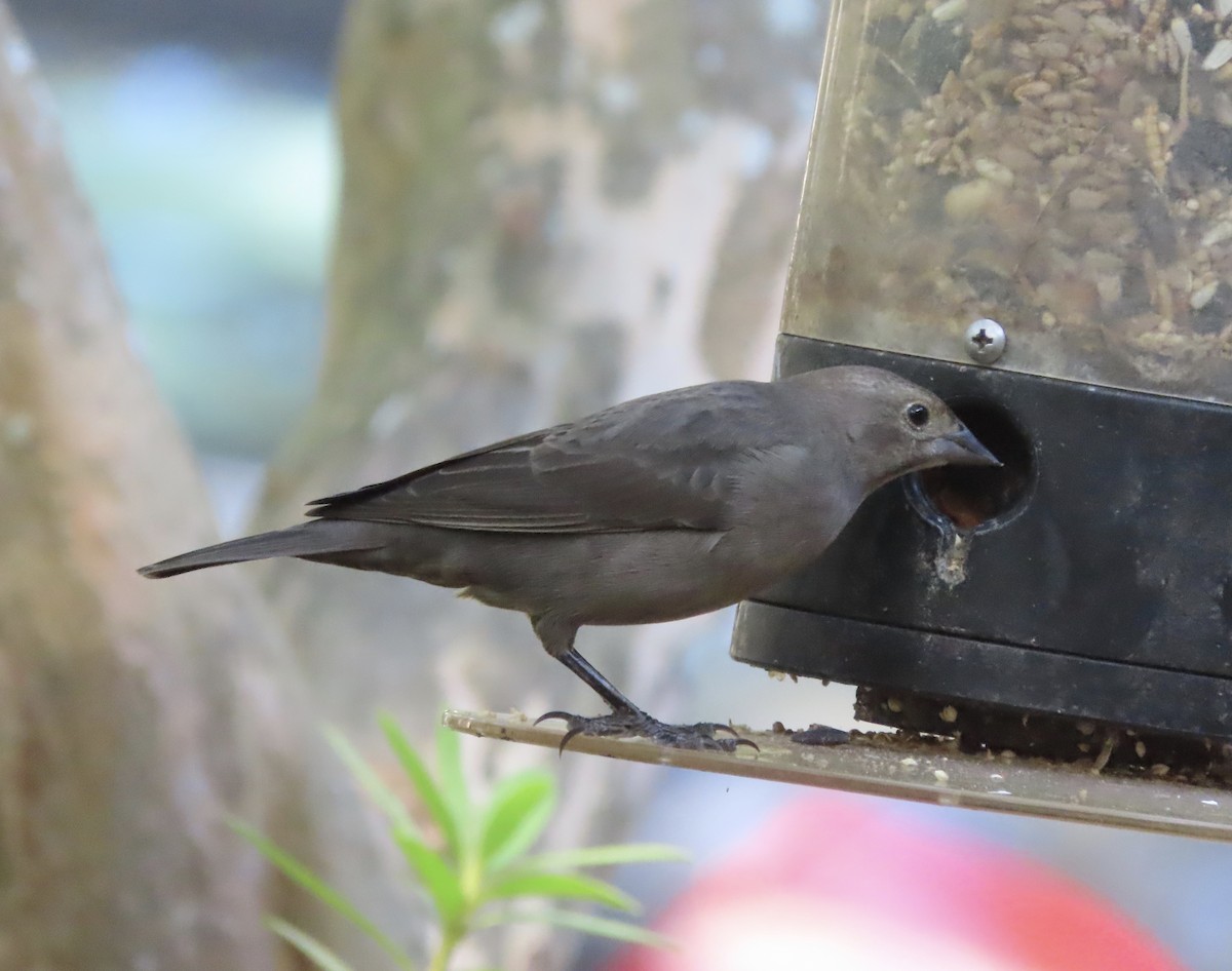 Brown-headed Cowbird - ML642873796