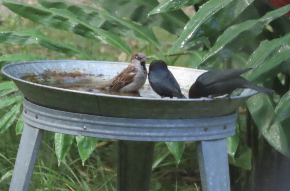 Brown-headed Cowbird - ML642873797