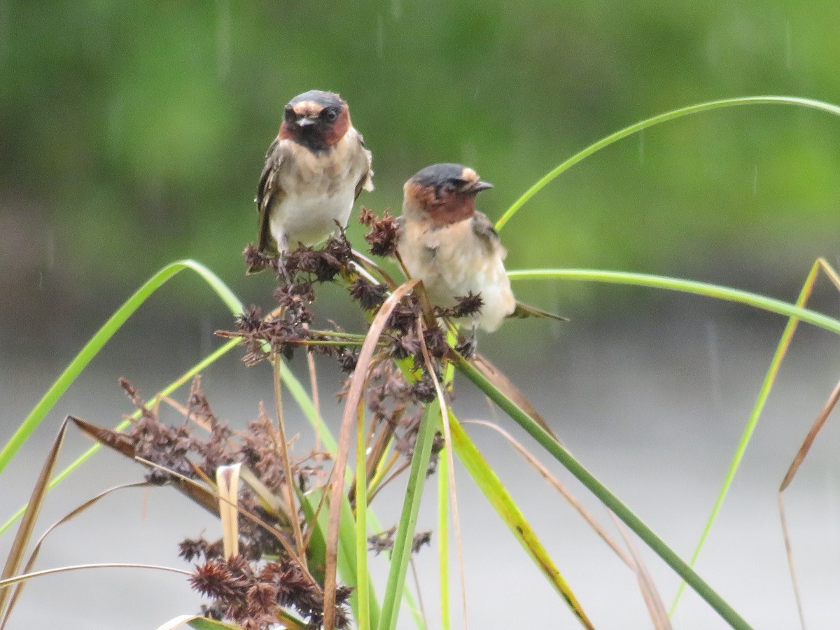 Cliff Swallow - ML642873799
