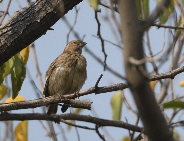 鳥類 - ML642873802