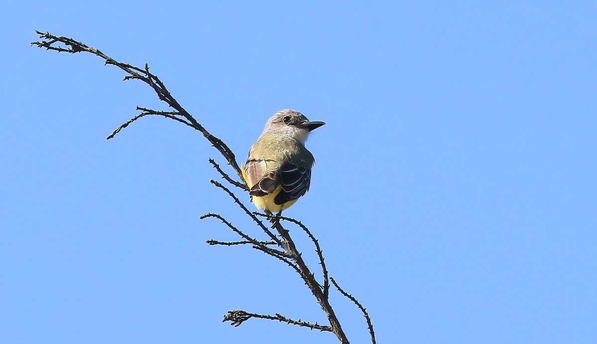 tropekongetyrann - ML642873804