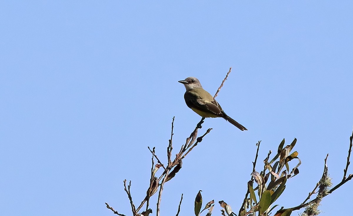 tropekongetyrann - ML642873806