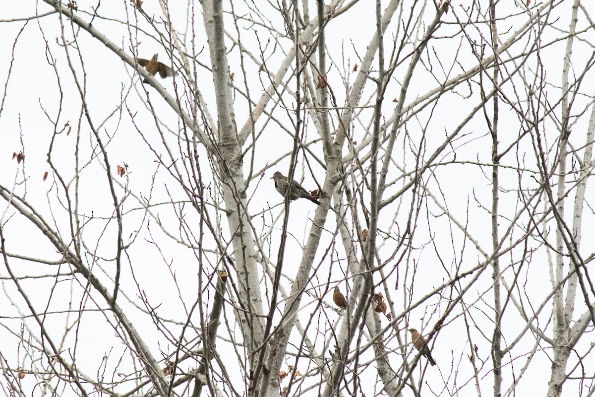 American Robin - ML642873815