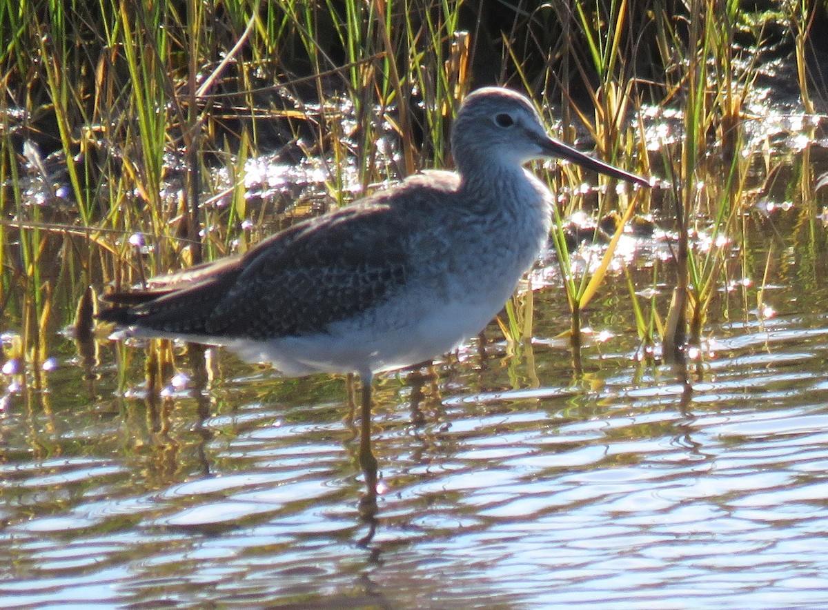 Greater Yellowlegs - ML642873844