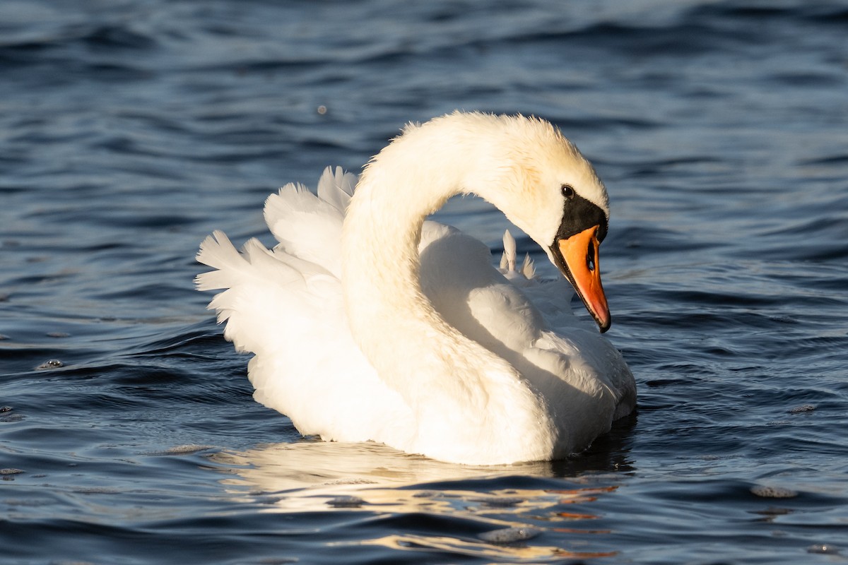 Mute Swan - ML642873866