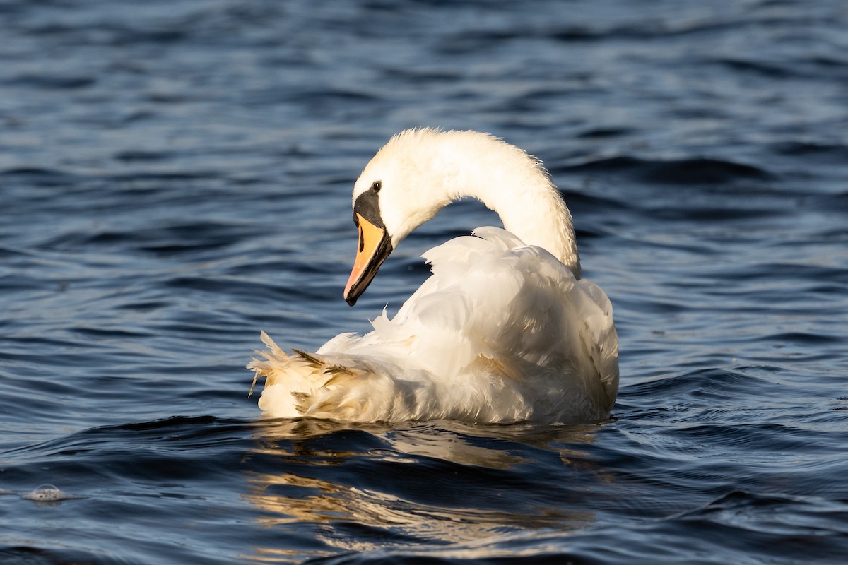 Mute Swan - ML642873867