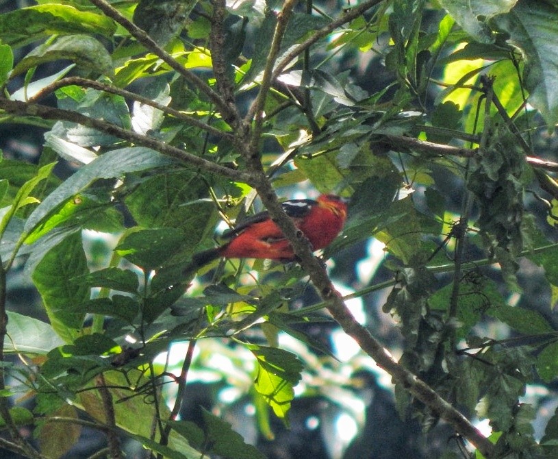 White-winged Tanager - ML642873878