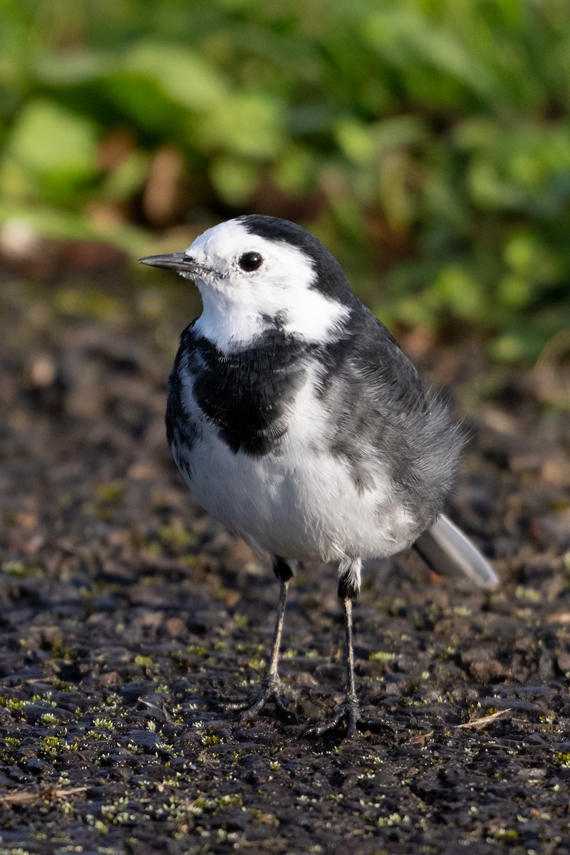 White Wagtail - ML642873883