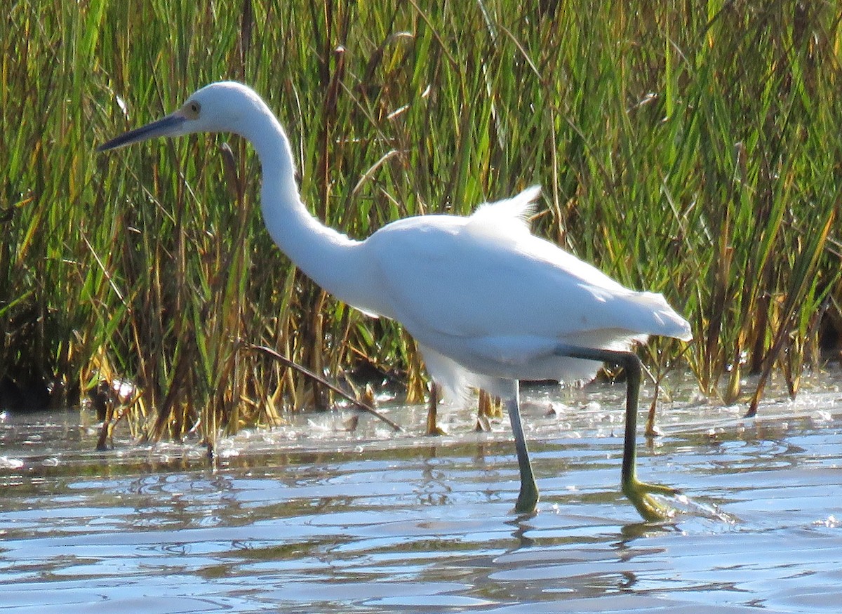 Snowy Egret - ML642873888