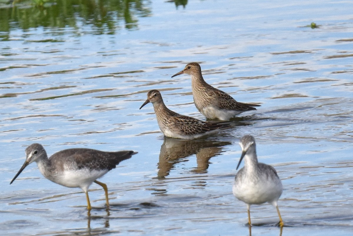 Bécasseau à poitrine cendrée - ML642873889