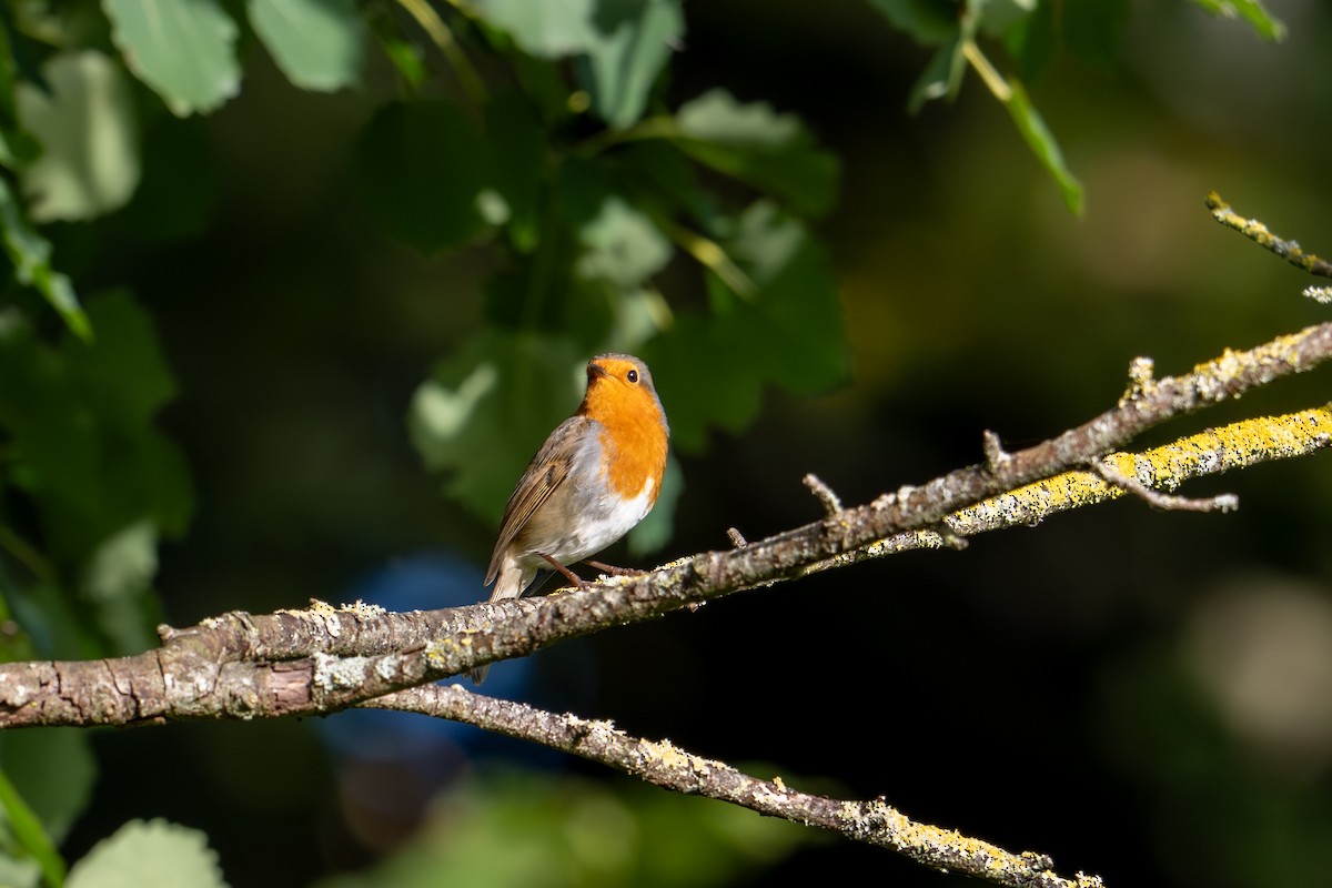 European Robin - ML642873890