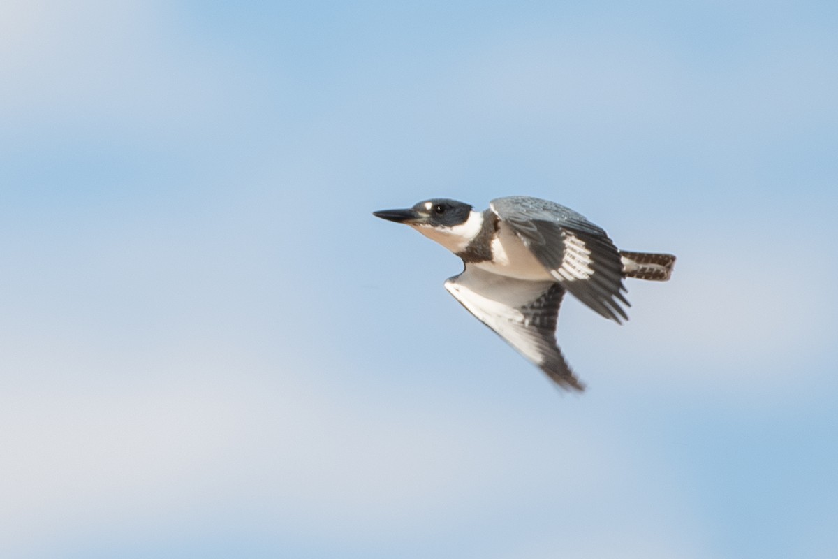 Belted Kingfisher - ML642873891