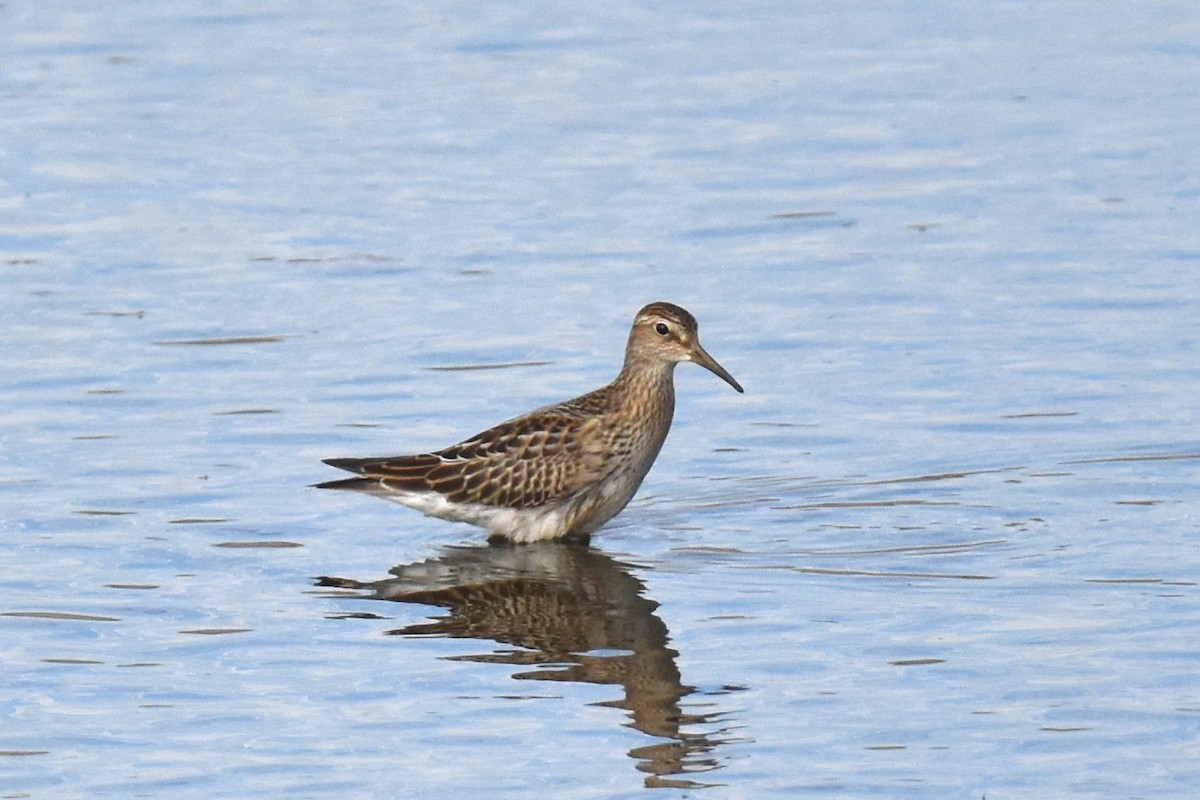 Bécasseau à poitrine cendrée - ML642873893