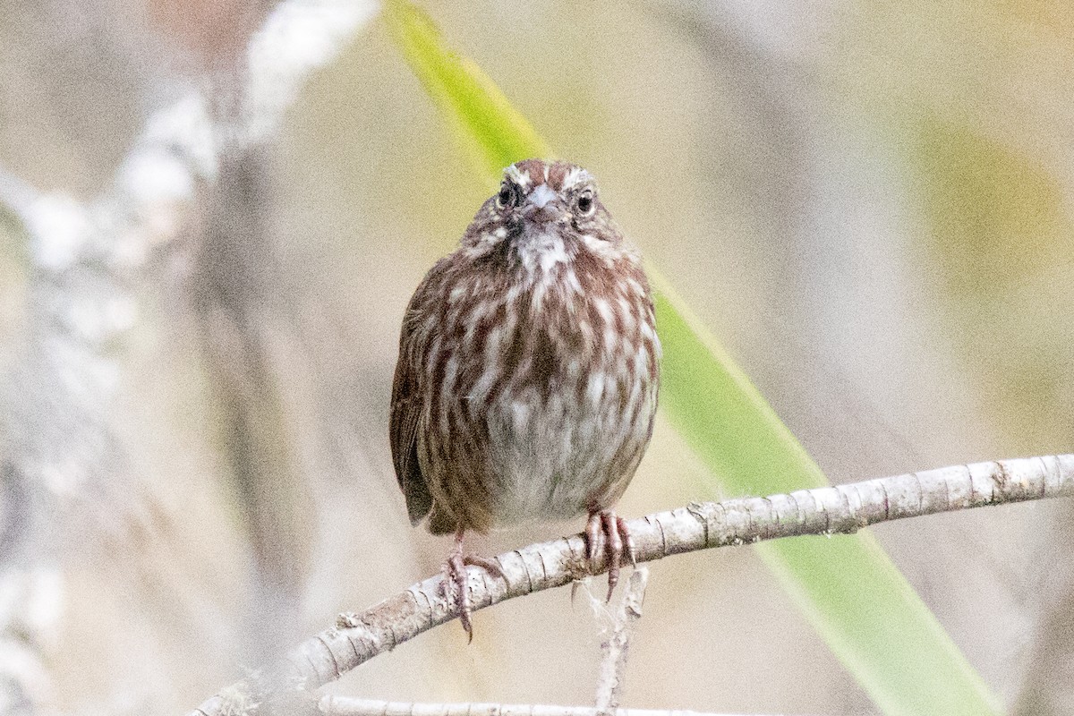 Song Sparrow - ML642873896